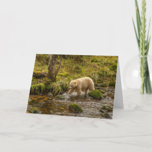 White Spirit Bear jagt Fische auf Riordan Creek Karte