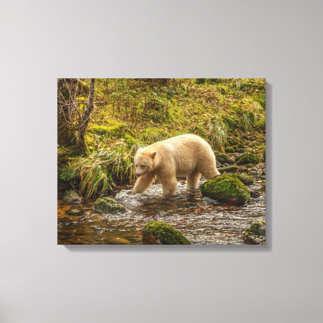 White Spirit Bear jagt Fische auf Riordan Creek Leinwanddruck (Vorderseite)