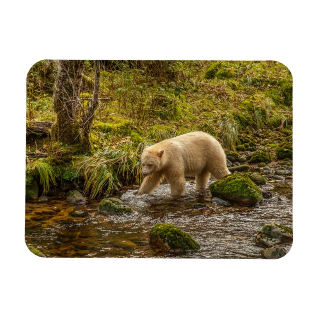 White Spirit Bear jagt Fische auf Riordan Creek Magnet (Horizontal)