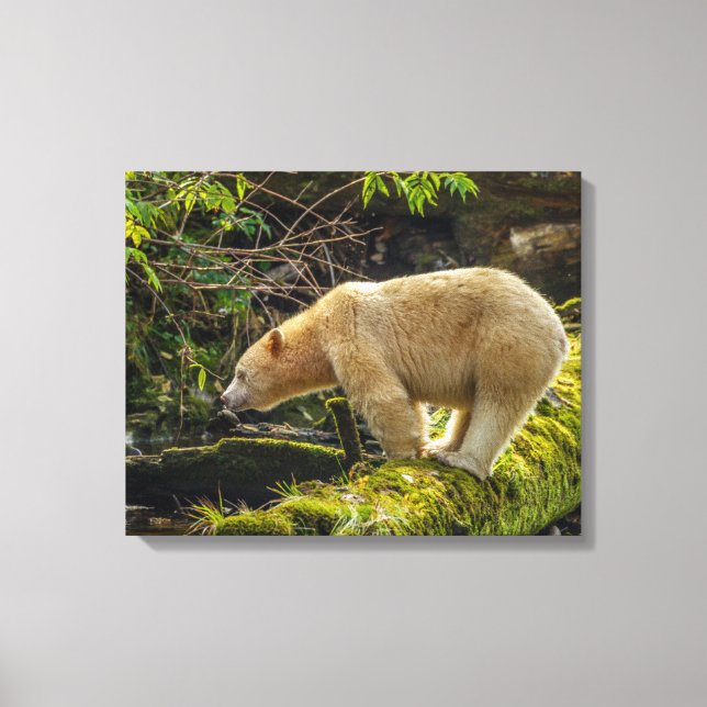 White Spirit Bear Leinwanddruck (Vorderseite)