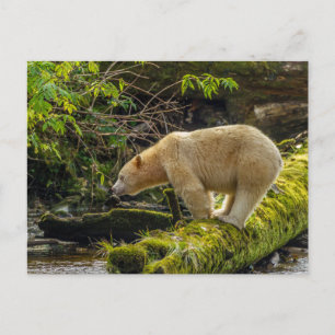 White Spirit Bear Postkarte