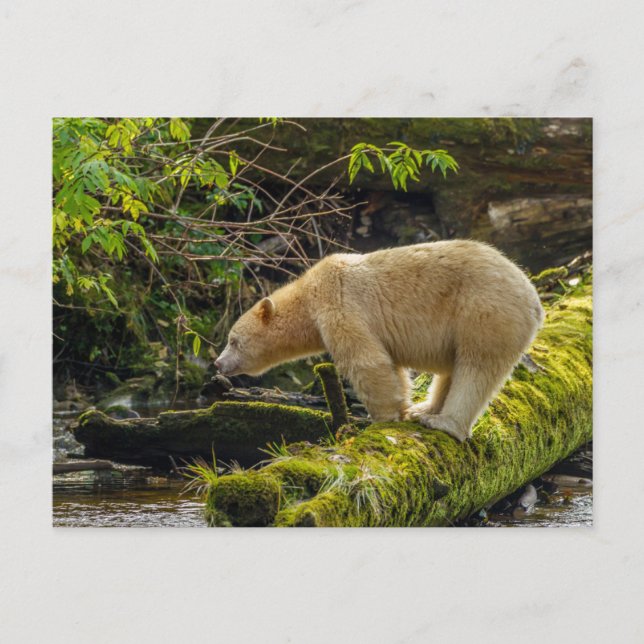 White Spirit Bear Postkarte (Vorderseite)