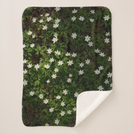 White spring flowers in woodland sherpadecke