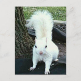 White Squirrel Postkarte