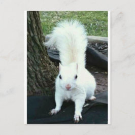 White Squirrel Postkarte