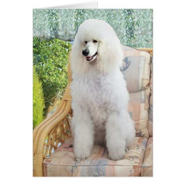White Standard Poodle (Vorne)