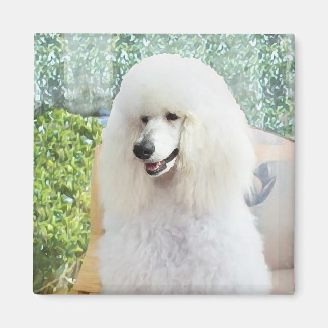 White Standard Poodle Magnet (Vorne)