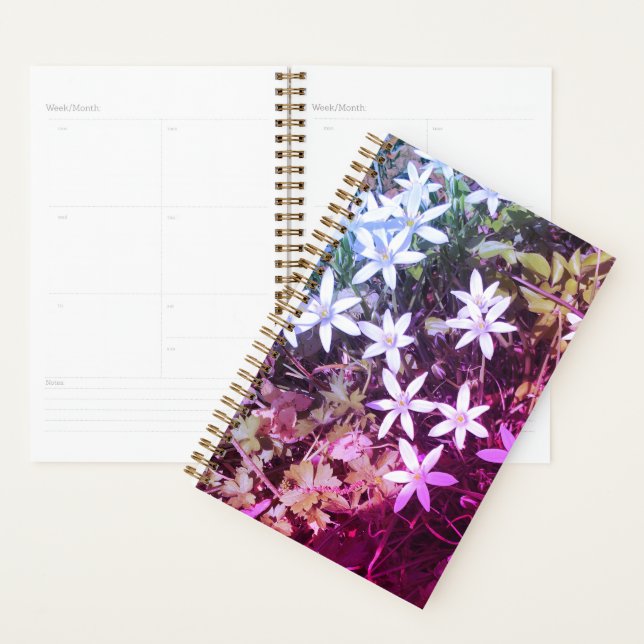 White Star Blume Planer (Anzeige)