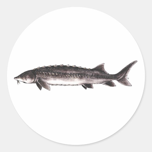 White Sturgeon - Acipenser transmontanus Runder Aufkleber (Vorderseite)