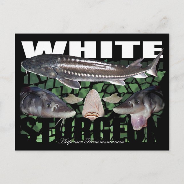White Sturgeon-Collage-Postcard Postkarte (Vorderseite)