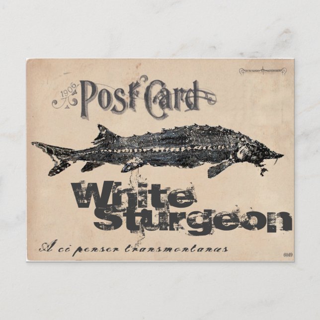 White Sturgeon-Gyotaku Antique Postcard Postkarte (Vorderseite)