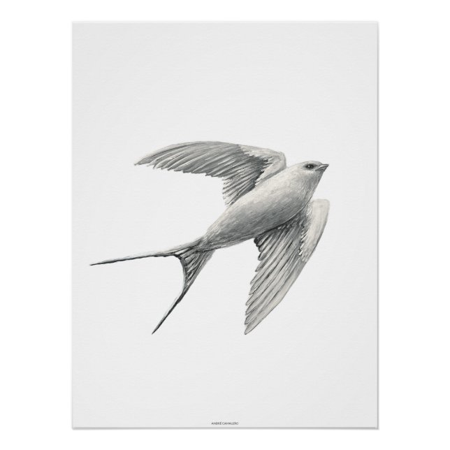 White Swallow Poster (Vorderseite)