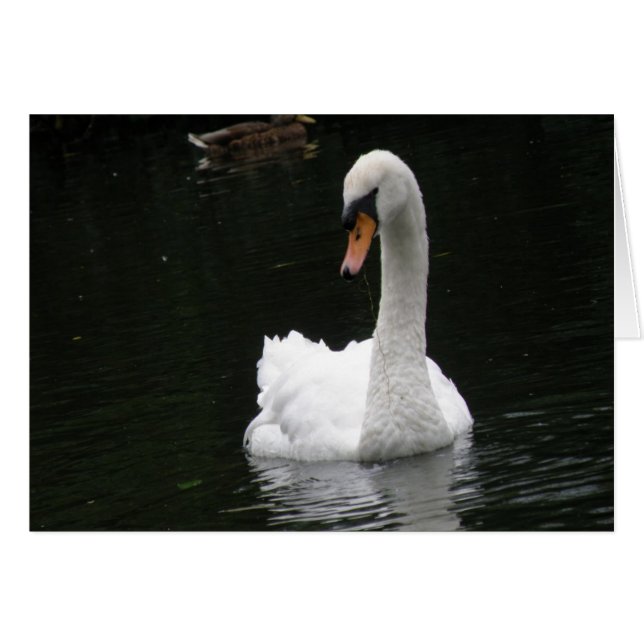 White Swan Card (Vorderseite (Horizontal))