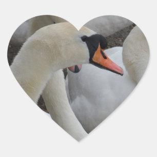 White Swan Heart Sticker