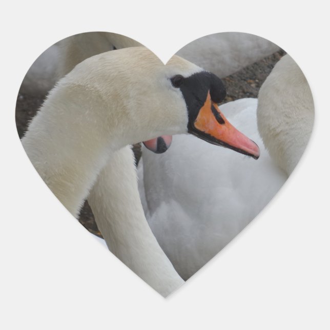 White Swan Heart Sticker (Vorderseite)