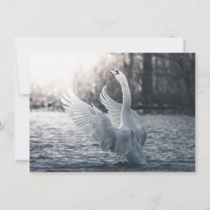 White Swan Nature Fotografy Card