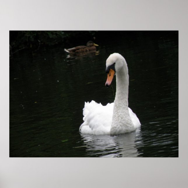 White Swan Poster (Vorne)