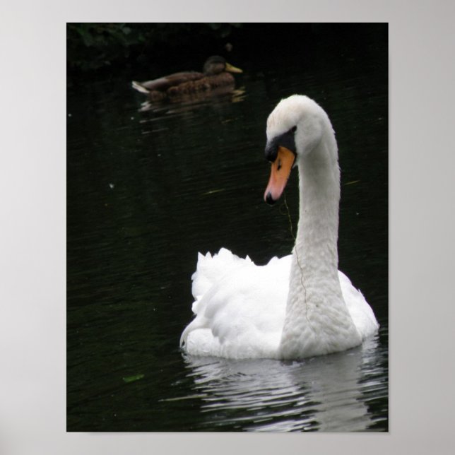 White Swan Poster (Vorne)