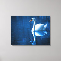 White Swan Schwimmen in einem Lago Canvas Print