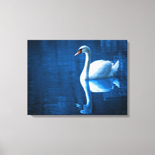 White Swan Schwimmen in einem Lago Canvas Print Leinwanddruck
