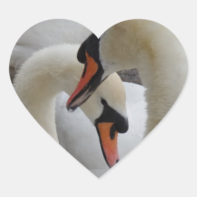 White Swans Heart Sticker (Vorderseite)