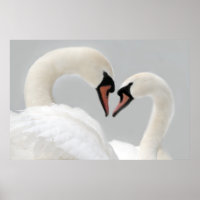 White Swans Poster Print