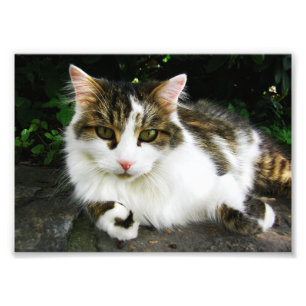 White Tabby Foto