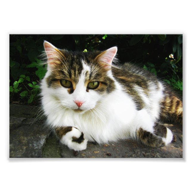 White Tabby Foto (Vorne)