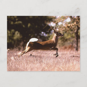 White-Tail Deer Running Postkarte