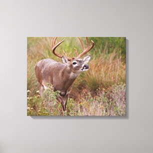White-tailed Deer Autumn in Texas Leinwanddruck