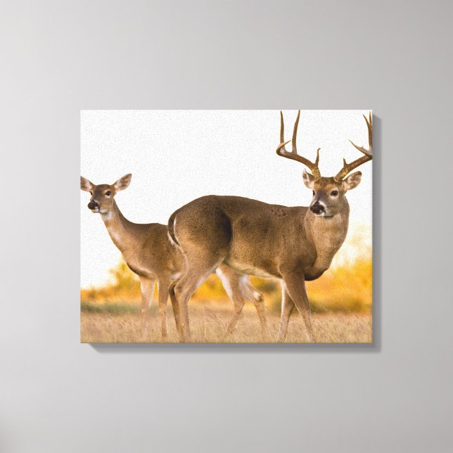 White-tailed Deer | Autumn in Texas Leinwanddruck (Vorderseite)