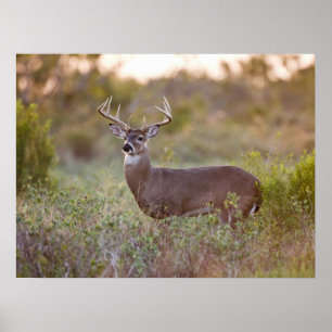 White-tailed Deer   Fall in Texas Poster