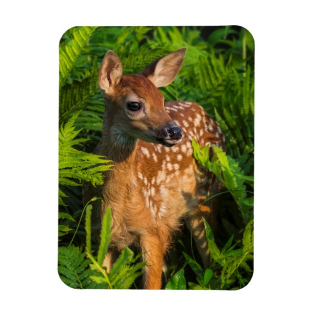 White-tailed Deer Fawn | Minnesota Magnet (Vertikal)