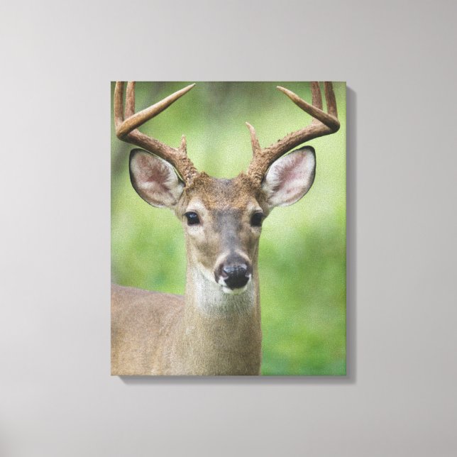 White-tailed Deer | Hill Country, Texas Leinwanddruck (Vorderseite)