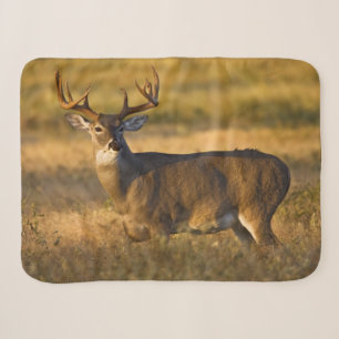 White-tailed Deer South Texas Sherpadecke