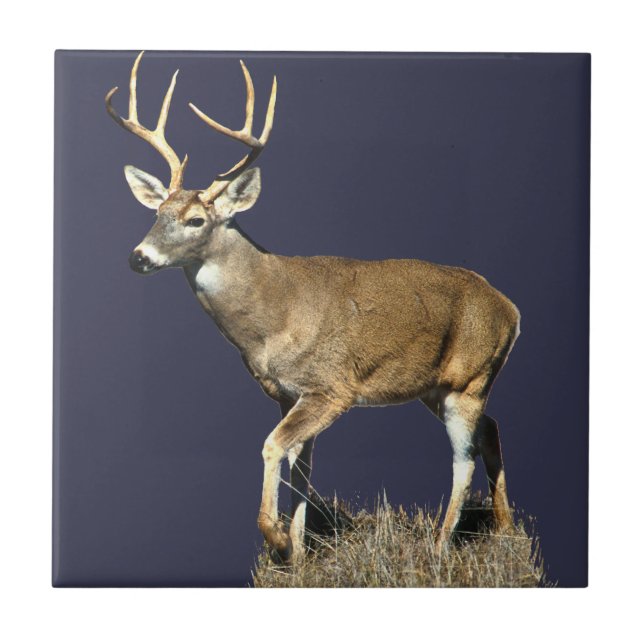 White Tails Deer Buck Fliese (Vorderseite)
