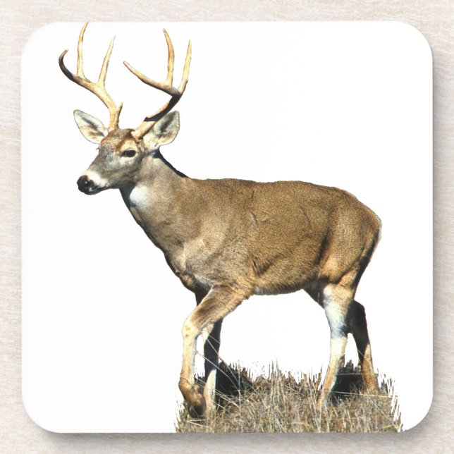 White Tails Deer Buck Getränkeuntersetzer (Vorderseite)