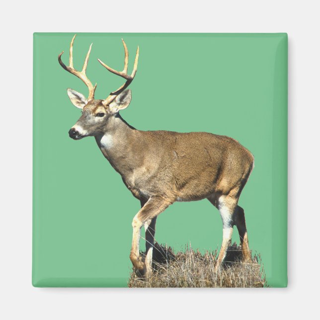 White Tails Deer Buck Magnet (Vorne)