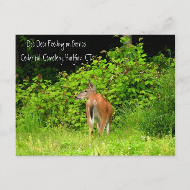 White Tails Doe Deer in Hartford, CT Postkarte (Vorderseite)