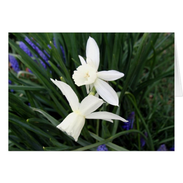 White Thalia Daffodils (Vorderseite (Horizontal))