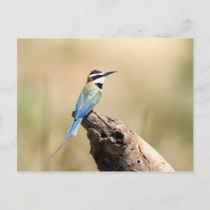 White throated Bee-eater Postkarte