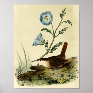 White Throated Wren Poster