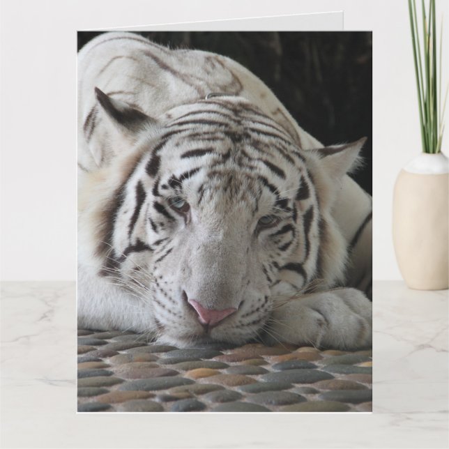 WHITE TIGER BIRTHDAY GREETING CARD KARTE (Vorderseite)