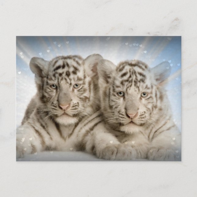 White Tiger Cubs Postkarte (Vorderseite)