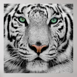 White Tiger Face Print Poster