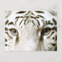 White Tiger Feng Shui Einladung ~ EZ2 Customizing