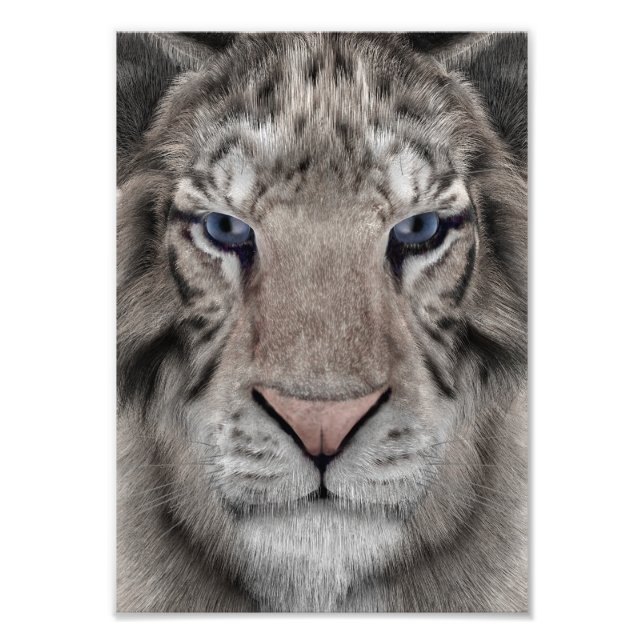 White Tiger Fotodruck (Vorne)