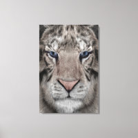 White Tiger