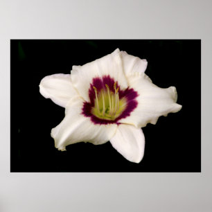 White Tiger Lily. Poster