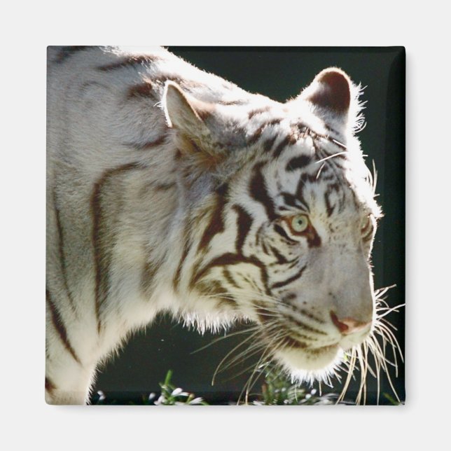 White Tiger Magnet (Vorne)